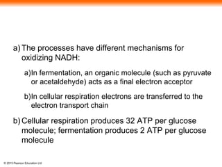 © 2015 Pearson Education Ltd
a) The processes have different mechanisms for
oxidizing NADH:
a)In fermentation, an organic molecule (such as pyruvate
or acetaldehyde) acts as a final electron acceptor
b)In cellular respiration electrons are transferred to the
electron transport chain
b) Cellular respiration produces 32 ATP per glucose
molecule; fermentation produces 2 ATP per glucose
molecule
 