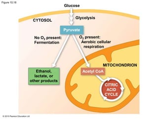 © 2015 Pearson Education Ltd
Figure 10.18
Glucose
Glycolysis
CYTOSOL
Pyruvate
No O2 present:
Fermentation
O2 present:
Aerobic cellular
respiration
Ethanol,
lactate, or
other products
MITOCHONDRION
Acetyl CoA
CITRIC
ACID
CYCLE
 