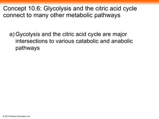 © 2015 Pearson Education Ltd
Concept 10.6: Glycolysis and the citric acid cycle
connect to many other metabolic pathways
a) Gycolysis and the citric acid cycle are major
intersections to various catabolic and anabolic
pathways
 