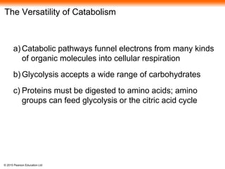 © 2015 Pearson Education Ltd
The Versatility of Catabolism
a) Catabolic pathways funnel electrons from many kinds
of organic molecules into cellular respiration
b) Glycolysis accepts a wide range of carbohydrates
c) Proteins must be digested to amino acids; amino
groups can feed glycolysis or the citric acid cycle
 