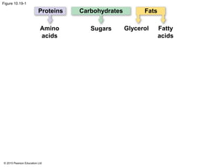 © 2015 Pearson Education Ltd
Figure 10.19-1
Proteins Carbohydrates Fats
Amino
acids
Sugars Glycerol Fatty
acids
 