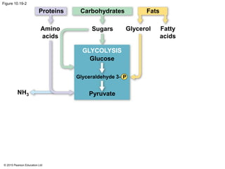 © 2015 Pearson Education Ltd
Figure 10.19-2
Proteins Carbohydrates Fats
Amino
acids
Sugars Glycerol Fatty
acids
GLYCOLYSIS
Glucose
Glyceraldehyde 3- P
PyruvateNH3
 
