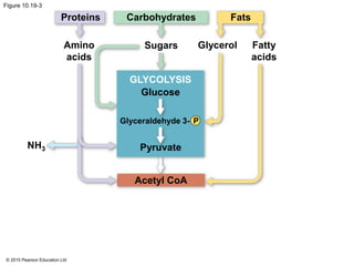 © 2015 Pearson Education Ltd
Figure 10.19-3
Proteins Carbohydrates Fats
Amino
acids
Sugars Glycerol Fatty
acids
GLYCOLYSIS
Glucose
Glyceraldehyde 3- P
Pyruvate
Acetyl CoA
NH3
 