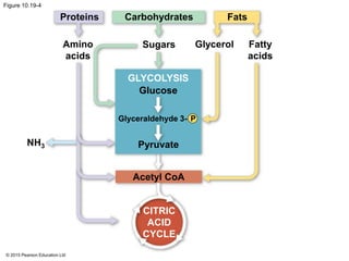 © 2015 Pearson Education Ltd
Figure 10.19-4
Proteins Carbohydrates Fats
Amino
acids
Sugars Glycerol Fatty
acids
GLYCOLYSIS
Glucose
Glyceraldehyde 3- P
Pyruvate
Acetyl CoA
CITRIC
ACID
CYCLE
NH3
 