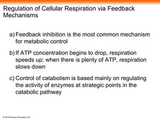© 2015 Pearson Education Ltd
Regulation of Cellular Respiration via Feedback
Mechanisms
a) Feedback inhibition is the most common mechanism
for metabolic control
b) If ATP concentration begins to drop, respiration
speeds up; when there is plenty of ATP, respiration
slows down
c) Control of catabolism is based mainly on regulating
the activity of enzymes at strategic points in the
catabolic pathway
 