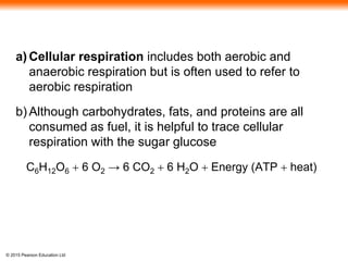 © 2015 Pearson Education Ltd
a) Cellular respiration includes both aerobic and
anaerobic respiration but is often used to refer to
aerobic respiration
b) Although carbohydrates, fats, and proteins are all
consumed as fuel, it is helpful to trace cellular
respiration with the sugar glucose
C6H12O6 + 6 O2 → 6 CO2 + 6 H2O + Energy (ATP + heat)
 