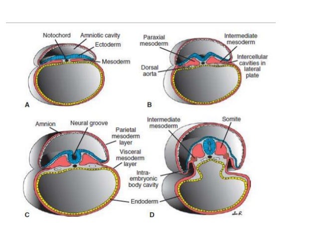 10 general embryology & musculoskeletal system 13:05