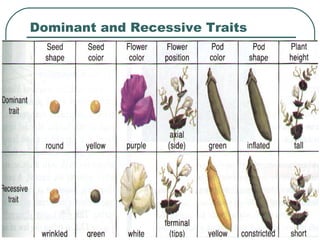 Dominant and Recessive Traits
 
