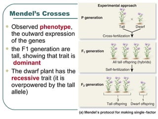  Observed phenotype,
the outward expression
of the genes
 the F1 generation are
tall, showing that trait is
dominant
 The dwarf plant has the
recessive trait (it is
overpowered by the tall
allele)
Mendel’s Crosses
 