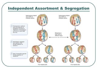 Independent Assortment & Segregation
 