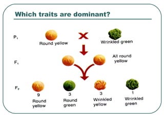 Which traits are dominant?
 
