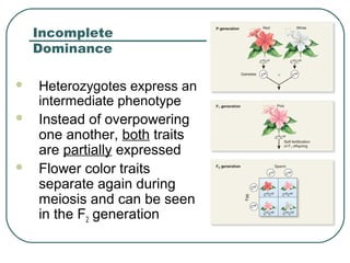  Heterozygotes express an
intermediate phenotype
 Instead of overpowering
one another, both traits
are partially expressed
 Flower color traits
separate again during
meiosis and can be seen
in the F2 generation
Incomplete
Dominance
 