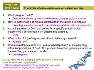 In your lab notebook, please answer as best you can:
1. What are germ cells?
• Cells which divide by meiosis to become gametes (eggs or sperm).
1. How is metaphase I of meiosis different than metaphase in mitosis?
• Homologous pairs line up in the middle and divided into the new cells.
1. A small segment of DNA that codes for a specific protein which
determines a certain trait in an organism is called a…
• Gene
1. What is the ploidy of a germ cell after it divides by meiosis?
• Haploid (or n)
1. When homologous pairs line up during Metaphase 1 of meiosis, they
often swap sections of DNA. This process increases genetic variation in
the resulting gametes and is called…
• Crossing over
Week 10
Review Quiz
Bonus: How are the daughter cells of mitosis different
than those formed by meiosis?
Mitosis ends with two, identical, diploid daughter cells while
meiosis yields four, unique, haploid daughter cells.
 