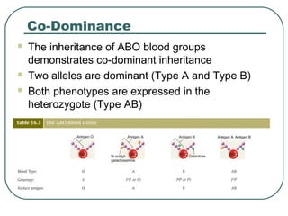 Co-Dominance
 The inheritance of ABO blood groups
demonstrates co-dominant inheritance
 Two alleles are dominant (Type A and Type B)
 Both phenotypes are expressed in the
heterozygote (Type AB)
 