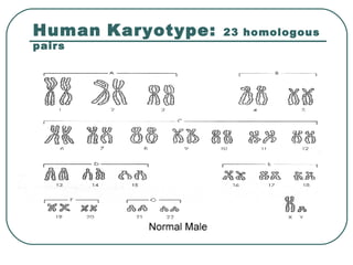 Human Karyotype: 23 homologous
pairs
 