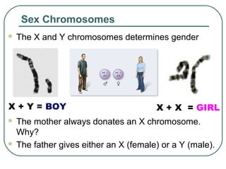 X + X = GIRLX + Y = BOY
 The X and Y chromosomes determines gender
Sex Chromosomes
 The mother always donates an X chromosome.
Why?
 The father gives either an X (female) or a Y (male).
 