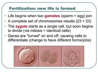  Life begins when two gametes (sperm + egg) join
 A complete set of chromosomes results (23 + 23)
 The zygote starts as a single cell, but soon begins
to divide (via mitosis = identical cells)
 Genes are "turned" on and off, causing cells to
differentiate (change to have different forms/jobs)
Fertilization: new life is formed
 