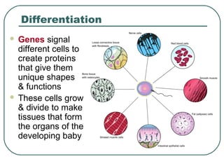 Differentiation
 Genes signal
different cells to
create proteins
that give them
unique shapes
& functions
 These cells grow
& divide to make
tissues that form
the organs of the
developing baby
 