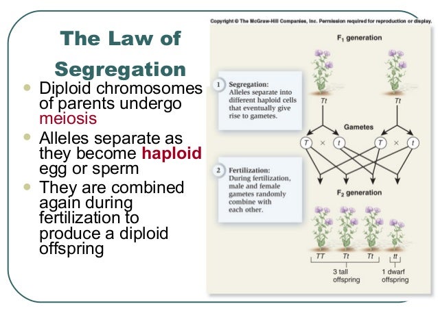 dominance hierarchy meaning in genetics