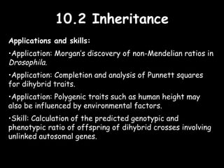 10.2 Inheritance10.2 Inheritance
Applications and skills:
•Application: Morgan’s discovery of non-Mendelian ratios in
Drosophila.
•Application: Completion and analysis of Punnett squares
for dihybrid traits.
•Application: Polygenic traits such as human height may
also be influenced by environmental factors.
•Skill: Calculation of the predicted genotypic and
phenotypic ratio of offspring of dihybrid crosses involving
unlinked autosomal genes.
 