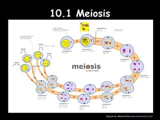 10.1 Meiosis10.1 Meiosis
Diagram by: Marek Kultys (www.marekkultys.com)
 
