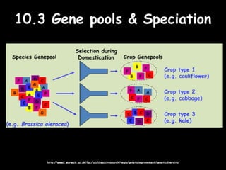 10.3 Gene pools & Speciation10.3 Gene pools & Speciation
http://www2.warwick.ac.uk/fac/sci/lifesci/research/vegin/geneticimprovement/geneticdiversity/http://www2.warwick.ac.uk/fac/sci/lifesci/research/vegin/geneticimprovement/geneticdiversity/
 