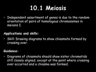10.1 Meiosis10.1 Meiosis
• Independent assortment of genes is due to the random
orientation of pairs of homologous chromosomes in
meiosis I.
Applications and skills:
• Skill: Drawing diagrams to show chiasmata formed by
crossing over.
Guidance:
• Diagrams of chiasmata should show sister chromatids
still closely aligned, except at the point where crossing
over occurred and a chiasma was formed.
 