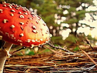 Fungi




http://www.flickr.com/photos/chinchillo/3471
259253/sizes/m/in/photostream/
 