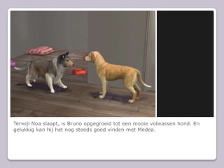 Terwijl Noa slaapt, is Bruno opgegroeid tot een mooie volwassen hond. En gelukkig kan hij het nog steeds goed vinden met Medea.