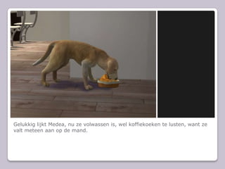 Gelukkig lijkt Medea, nu ze volwassen is, wel koffiekoeken te lusten, want ze valt meteen aan op de mand.