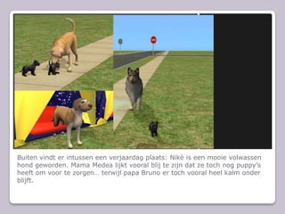 Buiten vindt er intussen een verjaardag plaats: Nikè is een mooie volwassen hond geworden. Mama Medea lijkt vooral blij te zijn dat ze toch nog puppy’s heeft om voor te zorgen… terwijl papa Bruno er toch vooral heel kalm onder blijft.