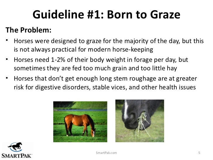 10 Guidelines for Smarter Equine Feeding Strategies