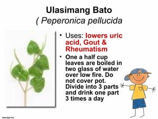 10 herbal medicines approved by the doh | PPT