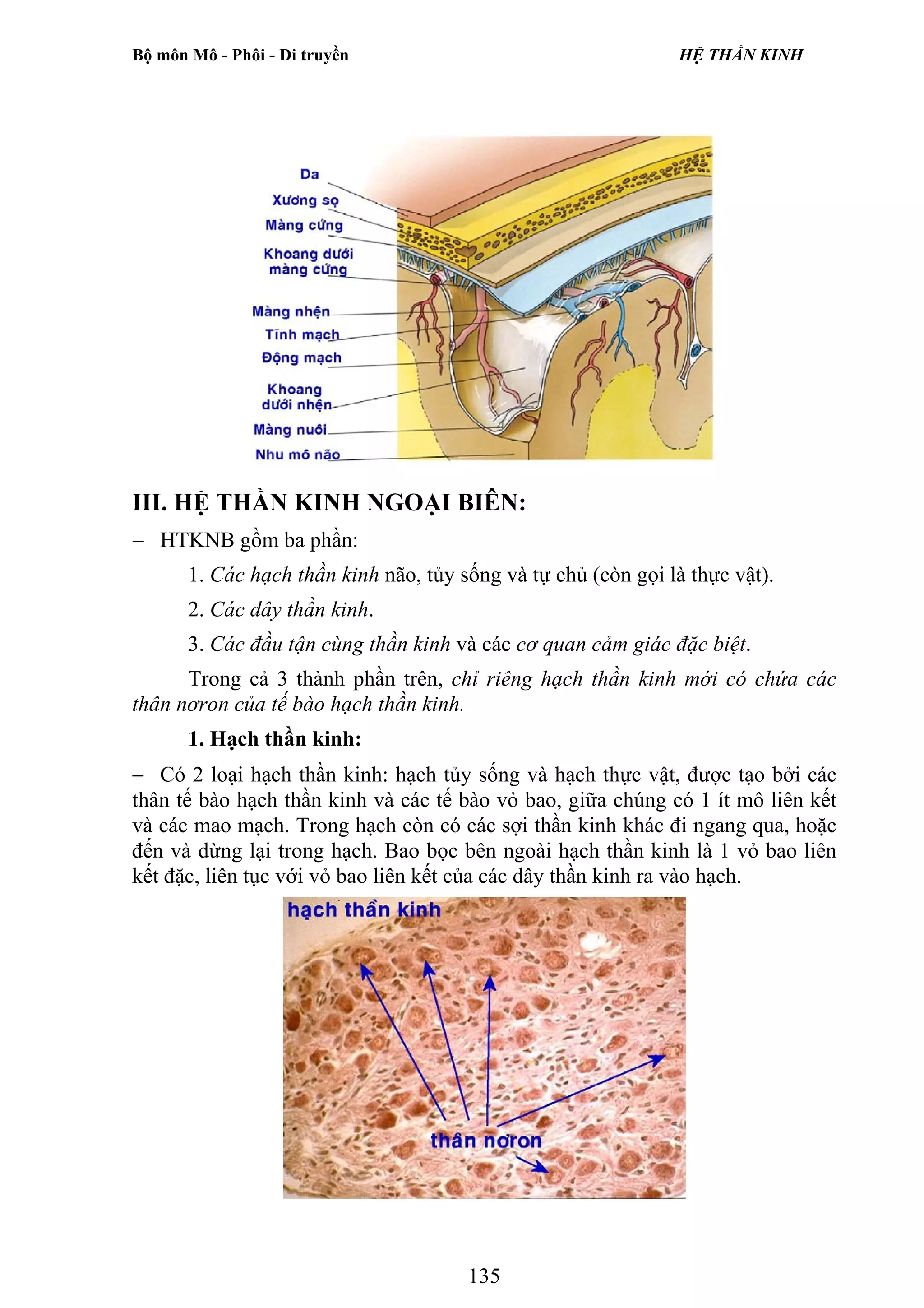 h-th-n-kinh-pdf