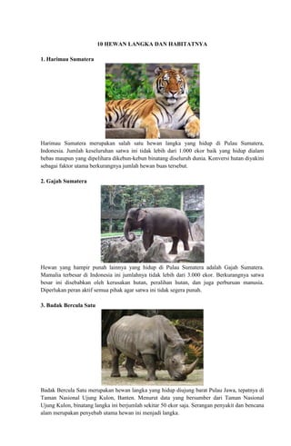 10 HEWAN LANGKA DAN HABITATNYA 
1. Harimau Sumatera 
Harimau Sumatera merupakan salah satu hewan langka yang hidup di Pulau Sumatera, 
Indonesia. Jumlah keseluruhan satwa ini tidak lebih dari 1.000 ekor baik yang hidup dialam 
bebas maupun yang dipelihara dikebun-kebun binatang diseluruh dunia. Konversi hutan diyakini 
sebagai faktor utama berkurangnya jumlah hewan buas tersebut. 
2. Gajah Sumatera 
Hewan yang hampir punah lainnya yang hidup di Pulau Sumatera adalah Gajah Sumatera. 
Mamalia terbesar di Indonesia ini jumlahnya tidak lebih dari 3.000 ekor. Berkurangnya satwa 
besar ini disebabkan oleh kerusakan hutan, peralihan hutan, dan juga perburuan manusia. 
Diperlukan peran aktif semua pihak agar satwa ini tidak segera punah. 
3. Badak Bercula Satu 
Badak Bercula Satu merupakan hewan langka yang hidup diujung barat Pulau Jawa, tepatnya di 
Taman Nasional Ujung Kulon, Banten. Menurut data yang bersumber dari Taman Nasional 
Ujung Kulon, binatang langka ini berjumlah sekitar 50 ekor saja. Serangan penyakit dan bencana 
alam merupakan penyebab utama hewan ini menjadi langka. 
 