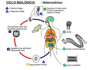 CICLO BIOLÓGICO: - Heteroxênico
 