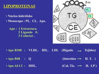 LIPOPROTEINAS
• Núcleo hidrófobo
• Monocapa : PL. CL. Apo.
Apo : 1 Estructura.
2 Ligando ®.
3 Cofactor .
• Apo B100 : VLDL. IDL. LDL (Hígado Tejidos)
• Apo B48 : Q (Intestino H. T. )
• Apo AI-I I : HDL. (Col. Tis. H. LP )
PL
CL
 
