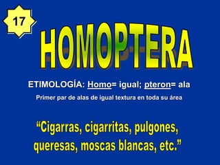 ETIMOLOGÍA: Homo= igual; pteron= ala
Primer par de alas de igual textura en toda su área
17
 