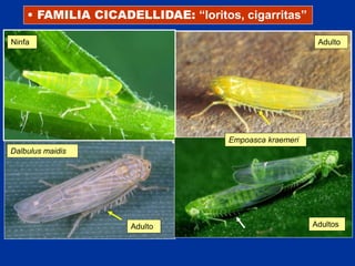 10 HOMOPTERA.ppt