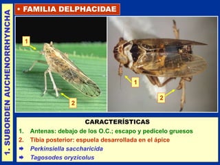 10 HOMOPTERA.ppt