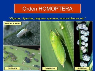 10 HOMOPTERA.ppt