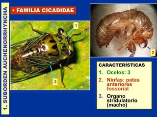 10 HOMOPTERA.ppt