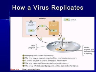 How aa VViirruuss RReepplliiccaatteess 
 