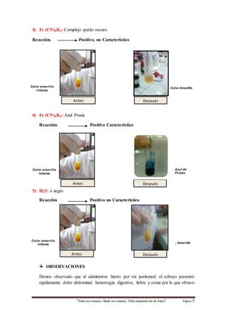 “Todo es veneno, Nada es veneno, Tododepende de la dosis“ Página 5
3) Fe (CN)6K3: Complejo pardo oscuro.
Reacción. Positivo, no Característico
4) Fe (CN)6K4: Azul Prusia
Reacción Positivo Característico
5) H2S:  negro
Reacción Positivo no Característico
OBSERVACIONES
Hemos observado que al administrar hierro por vía peritoneal el cobayo presentó
rápidamente dolor abdominal, hemorragia digestiva, fiebre y coma por lo que obtuvo
Antes Después
Antes Después
Azul de
Prusia
Color Amarillo
Antes
Color amarillo
intenso
Color amarillo
intenso
Color amarillo
intenso
Después
↓ Amarillo
 
