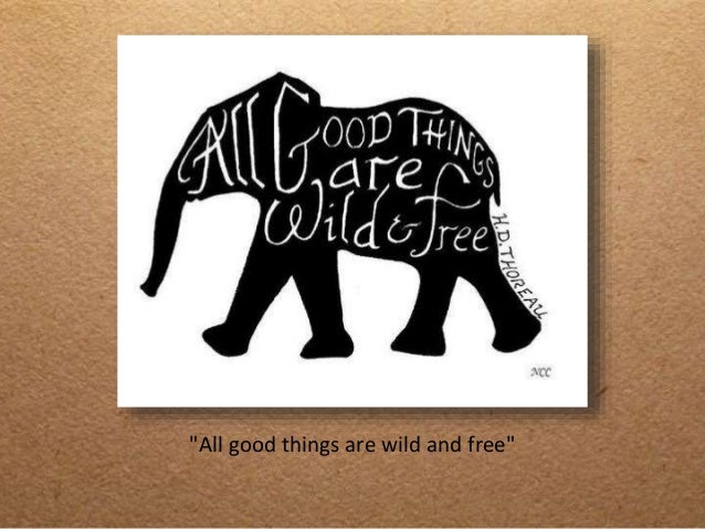 Elephant Quotes Extraordinary 48 Inspirational Elephant Quotes You Need Right Now Elephant Quotes Extraordinary 48 Inspirational Elephant Quotes You Need Right Now