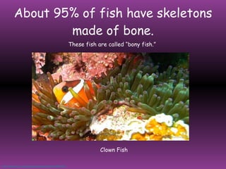 About 95% of fish have skeletons made of bone. These fish are called “bony fish.” http://www.flickr.com/photos/tarasutherland/5160563320/   Clown Fish 