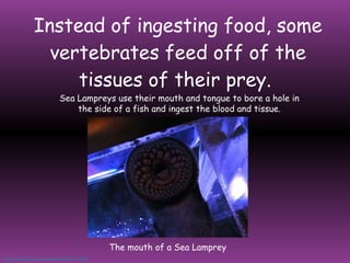 Instead of ingesting food, some vertebrates feed off of the tissues of their prey.  Sea Lampreys use their mouth and tongue to bore a hole in the side of a fish and ingest the blood and tissue. http://www.flickr.com/photos/emsef/2331177860/   The mouth of a Sea Lamprey 