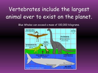 Vertebrates include the largest animal ever to exist on the planet. Blue Whales can exceed a mass of 100,000 kilograms. 
