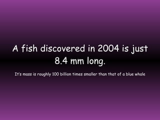 A fish discovered in 2004 is just 8.4 mm long. It’s mass is roughly 100 billion times smaller than that of a blue whale 