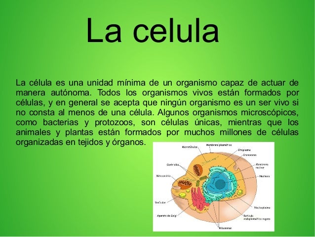 La celula
La célula es una unidad mínima de un organismo capaz de actuar de
manera autónoma. Todos los organismos vivos es...